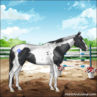 Horse Color:Black Tobiano 