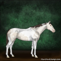 Horse Color:Classic Champagne Ice Dun Tobiano 