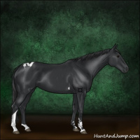 Horse Color:Black Tobiano 