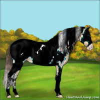 Horse Color:White Spotted Bay Dun Splash Tobiano Appaloosa 