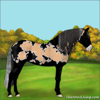 Horse Color:White Spotted Bay Dun Sabino Splash