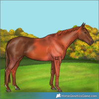 Horse Color:Chestnut 