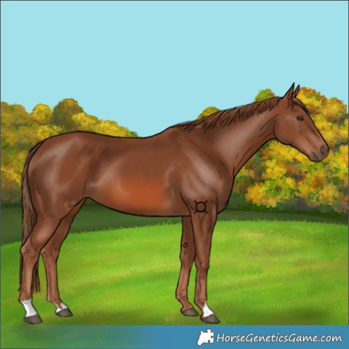 Horse Color:Chestnut 