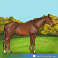 Horse Color:Chestnut 