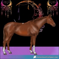 Horse Color:Chestnut Tobiano