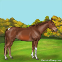 Horse Color:Chestnut Tobiano