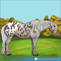 Horse Color:White Spotted Silver Black Appaloosa 