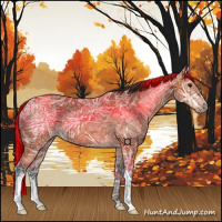 Horse Color:Bay Ice 