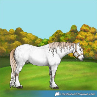 Horse Color:Gray Chocolate Palomino Roan Splash Near Leopard Rabicano