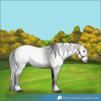 Horse Color:Gray Buckskin 