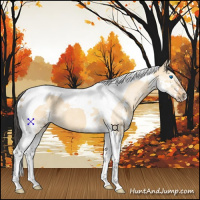 Horse Color:Bay Dun Splash Tobiano