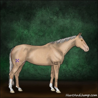 Horse Color:Silver Classic Champagne Sabino Tobiano 