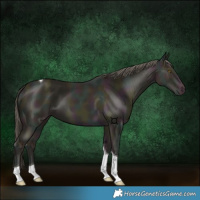 Horse Color:Midnight Classic Cream Champagne Tobiano 
