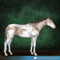 Horse Color:Classic Champagne Splash Tobiano 