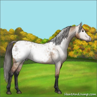 Horse Color:Gray Bay Dun Appaloosa 