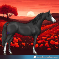 Horse Color:Black Sabino 