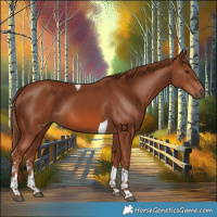 Horse Color:Chestnut Tobiano 