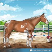 Horse Color:Chestnut Splash Tobiano