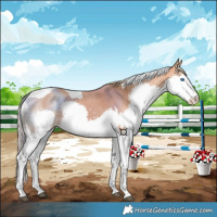 Horse Color:Chestnut Splash Tobiano
