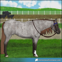 Horse Color:Liver Red Roan 