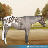 Horse Color:Liver Red Dun Mushroom Appaloosa Brindle 