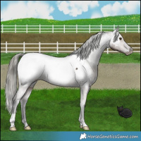 Horse Color:Liver Red Dun Mushroom Appaloosa Brindle 