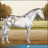 Horse Color:Liver Red Dun Mushroom Appaloosa Brindle 