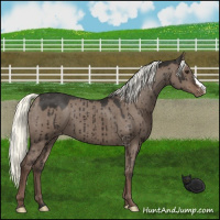 Horse Color:Liver Red Dun Mushroom Appaloosa Brindle