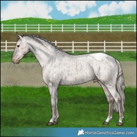 Horse Color:Liver Red Dun Mushroom Appaloosa Brindle