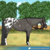 Horse Color:Grullo Appaloosa Brindle 