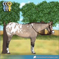Horse Color:Brown Dun Appaloosa Brindle