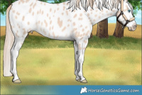 Horse Color:Perlino Splash Appaloosa 