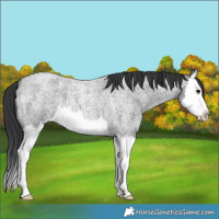 Horse Color:Blue Roan Splash 