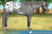 Horse Color:Smoky Black Appaloosa 