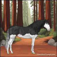 Horse Color:Brown Splash