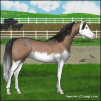 Horse Color:Brown Dun Splash 