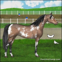Horse Color:White Spotted Brown Dun 