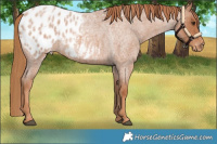 Horse Color:Red Roan Appaloosa 