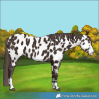 Horse Color:Liver Chestnut Sabino Near Leopard 