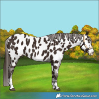 Horse Color:Liver Chestnut Sabino Appaloosa