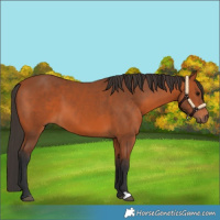 Horse Color:Bay 