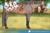 Horse Color:Bay Appaloosa 