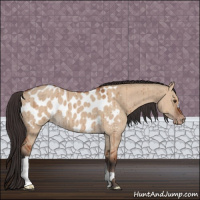 Horse Color:Bay Dun Appaloosa Brindle 