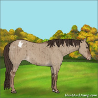Horse Color:Liver Red Dun Appaloosa Brindle 