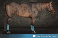 Horse Color:Bay Dun Brindle 