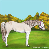 Horse Color:Red Dun Splash Varnish 