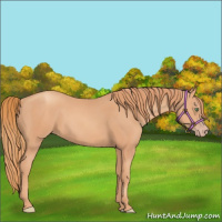 Horse Color:Gold Champagne 