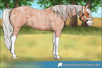 Horse Color:Silver Bay Roan Splash 