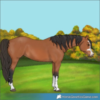 Horse Color:Bay 