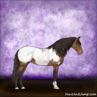 Horse Color:Buckskin Roan Snowcap 